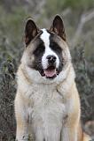 AKITA AMERICAIN 347